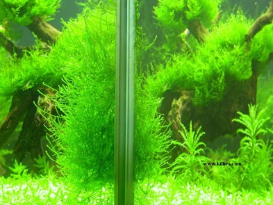Ang Pinoy Aquarium: Ang Java Moss
